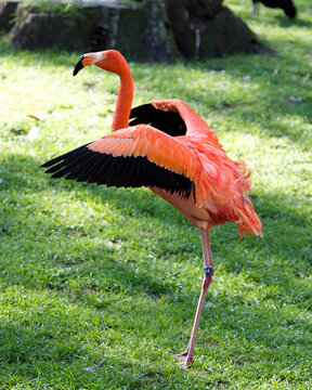 Flamingo Stock Photos. Flamingo close-up profile view with spread wings in its environment and habitat with a foliage background and foreground. Image. Portrait. Picture.