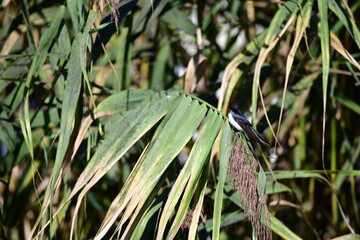 blackbird on the grass