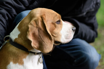 The owner and his beagle dog in the park for a walk. The concept of love between the owner and the...
