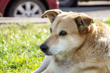 A stray dog with a chip in its ear lies on the grass near the road against the background of passing cars. Chipping and sterilization of animals.