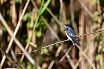 blackbird on the grass