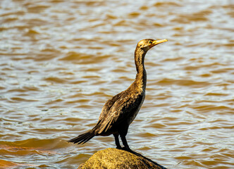 Double Breasted Cormorant Perched on a Rock.