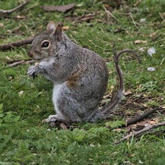 squirrel in the park