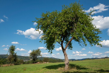 Fototapeta na wymiar Einsamer Apfelbaum mit reifen Früchten auf Wiese