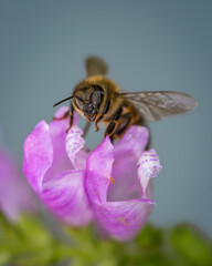 yellow honey bee pollinator lands on pink flower in garden