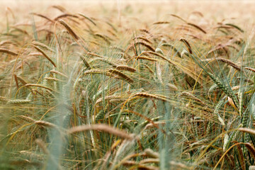 Fototapeta premium a golden wheat field in summer
