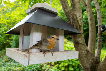 Rotkehlchen am Futterhaus