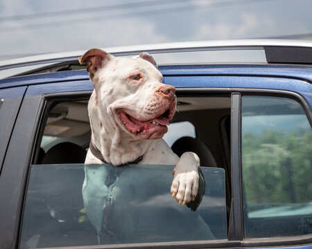 Happy White Dog Looking Out Of A Moving Car