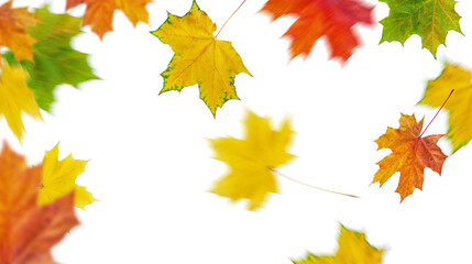 Naklejka na ściany i meble Falling autumn maple leaves flying.