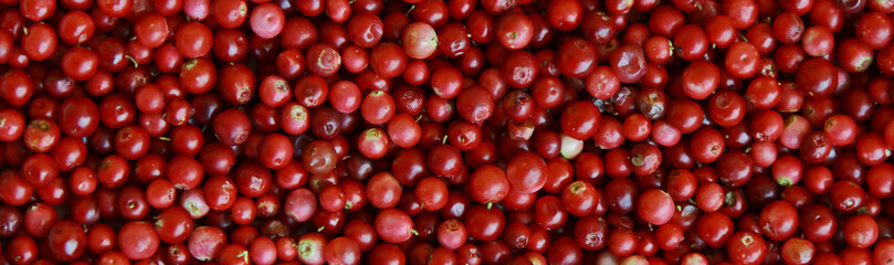 Banner for the site, ripe lingonberry.