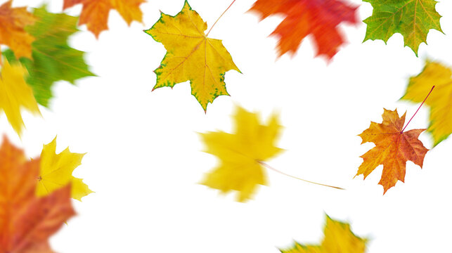 Falling autumn maple leaves flying.