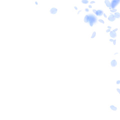 Dark blue flower petals falling down. Amusing roma