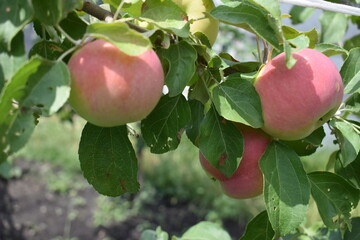 apples on tree