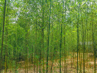 Obraz na płótnie Canvas Bosque de Bambu