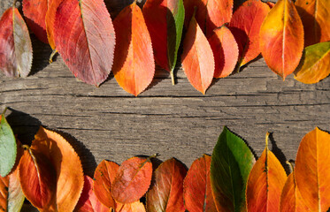 Multicolored autumn leaves on a wooden background with space for text. Poster, banner, advertisement.