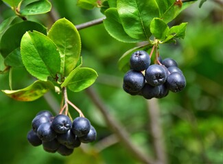 black currant berries
