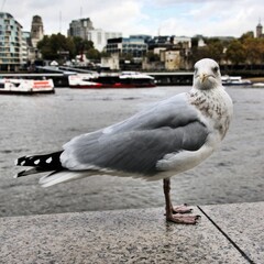 seagull on the beach