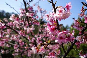 Sunny view of the beautiful cherry blossom at Wulai district