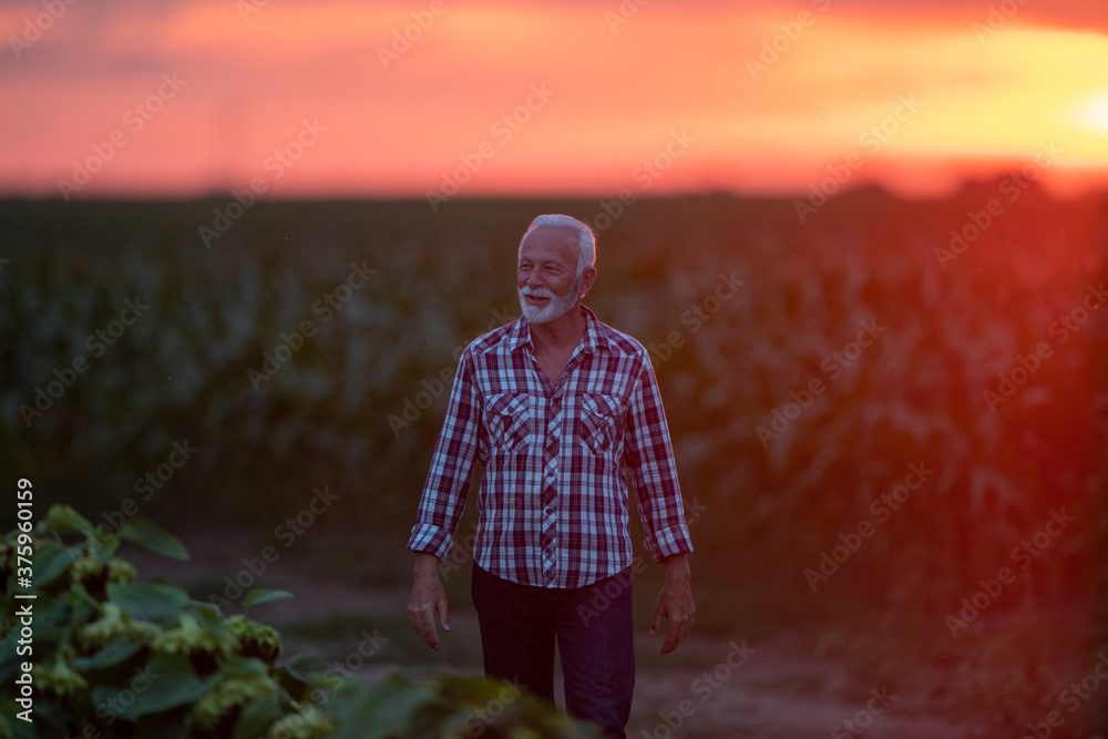 Sticker Portrait of senior farmer in field at sunset