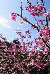 Sunny view of the beautiful cherry blossom at Wulai district