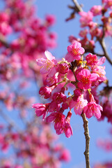 Sunny view of the beautiful cherry blossom at Wulai district