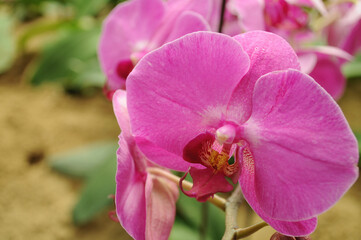 Close up shot of moth orchids blossom in Chiang Kai-Shek Shilin Residence