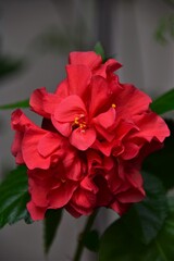 red hibiscus flower