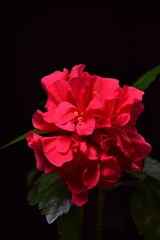 red  flower