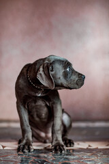 Fototapeta na wymiar a small domestic, purebred puppy, sitting against a pink wall