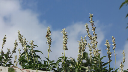 Close up shot of many white Lavender blossom