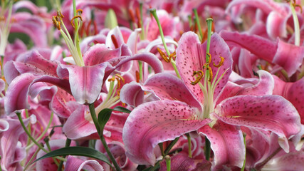 Close up shot of many red lilies blossom