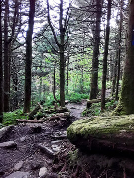 Mount Mitchell Forest Path