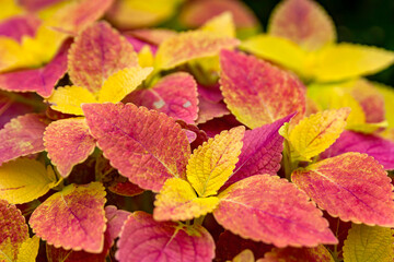 Close up shot of many red Coleus leaves