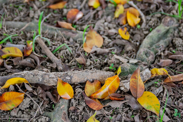 Close up shot of many dry leaves on ground