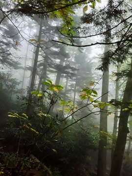 Misty Mountain Forest