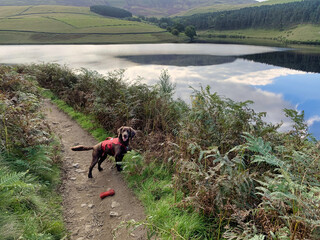 Fototapeta na wymiar Dog hiking in harness kinder scout reservoir peak district view 