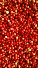 background of harvested ripe lingonberries. forest gifts of summer