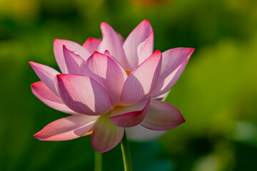 Fototapeta premium Morning sunny view of the lotus blossom