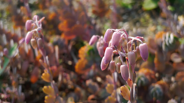 Close up shot of Bryophyllum pinnatum