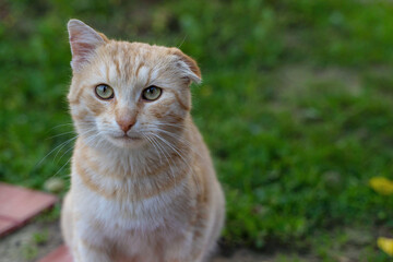 Naklejka na ściany i meble portrait of a beautiful red cat with a bad ear, lop-eared cat, with broken cartilage on the ear