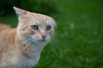 Naklejka na ściany i meble portrait of a beautiful red cat with a bad ear, lop-eared cat, with broken cartilage on the ear