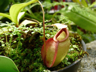 Cloudy view of a Nepenthes plant