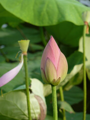 Sunny view of lotus blossom in Taipei Botanical Garden