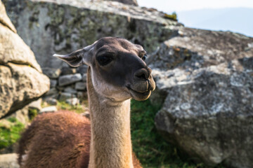 Llama in the ruins lost city Machu-Picchu