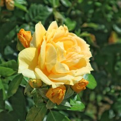 Yellow rose on a background of green leaves


