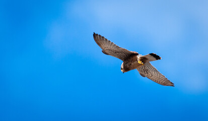 Obraz premium Flying falcon with blue sky background