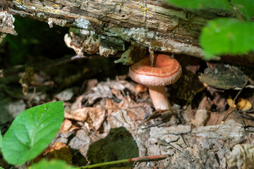 Pink mushroom Lactarius torminosus in the forest.
