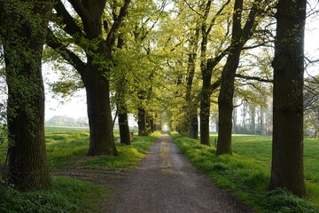 Fototapeta premium A path between the giant green trees permeated with sunlight