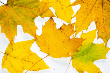 Yellow Maple Leaves on a White Background