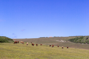 Grazing cows on farm field